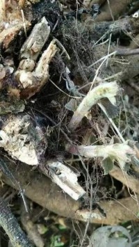 贯彻落实两会精神 特别报道全国知名中医专家——夏孔彪