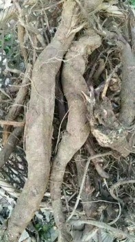 贯彻落实两会精神 特别报道全国知名中医专家——夏孔彪