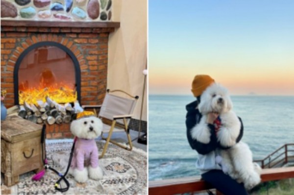 丝路有宠---让携宠旅游成为文旅市场新亮点