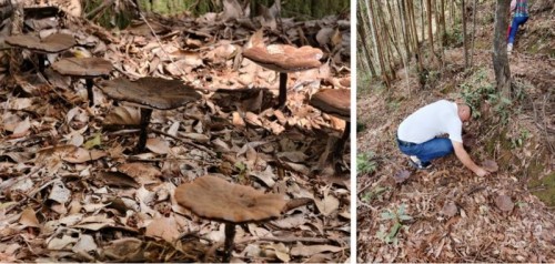 梁野珍堂林文辉：退伍军人的灵芝传奇，用非遗技艺续写千年养生智慧