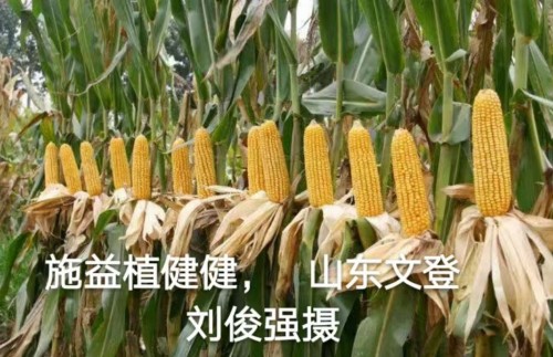 传承抗战精神 耕耘田野——农业科技先锋刘福信报国之路