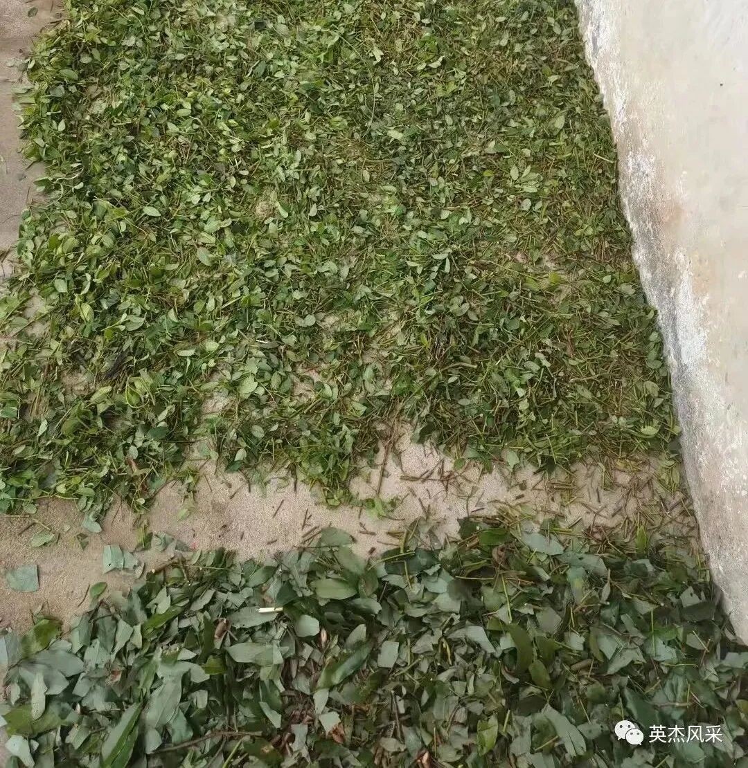 医痴仁心，妙手仁术——记自然医学践行者罗学华