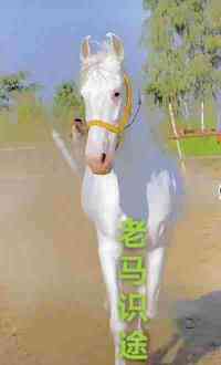 著名新时代科学家 — —马忠义