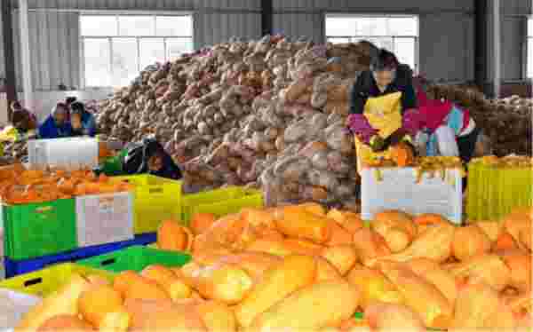 踔厉奋斗 勇毅前行 织金农耀农业开发有限公司董事长---曾爱生