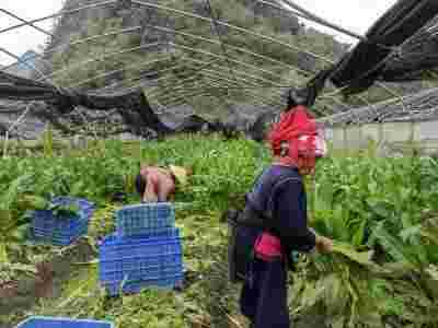 全国两会重点推荐 广东神龙食叶草农业有限公司董事长---孔岩