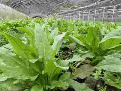 全国两会重点推荐 广东神龙食叶草农业有限公司董事长---孔岩