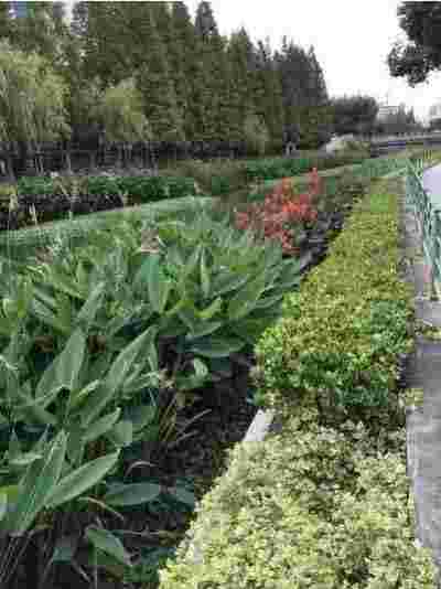 “绿化混凝土”助力发展新质生产力 ——记上海久鼎绿化混凝土有限公司董事长李仁