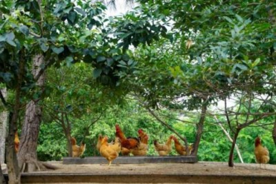 湖北乡土优品生态农业开发公司创始人陈勇军